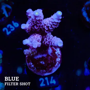 Acropora Tenuis 'Pastel Purple'