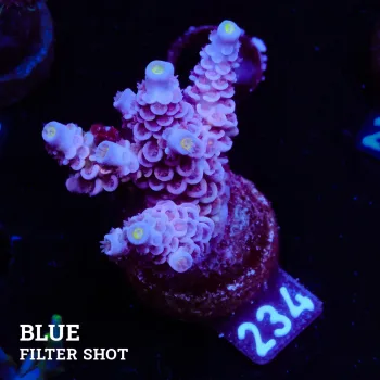 Acropora Tenuis 'Pastel Purple'