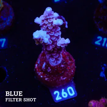 Acropora Tenuis 'Pastel Purple'