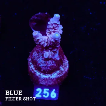 Acropora Tenuis 'Pastel Purple'