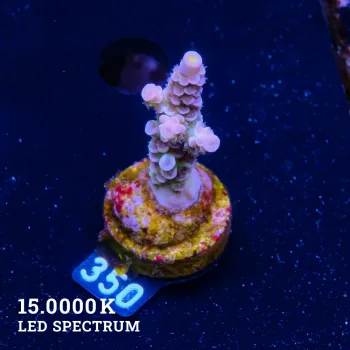 Acropora Tenuis 'Pastel Rainbow' (arc-en-ciel)