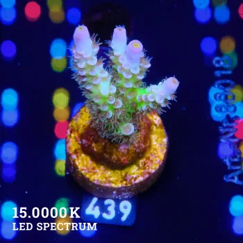 Acropora Tenuis 'Pastel Rainbow' (arc-en-ciel)