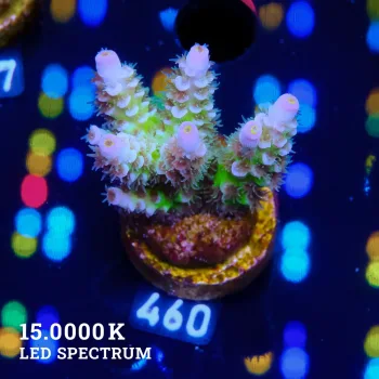 Acropora Tenuis 'Pastel Rainbow' (arc-en-ciel)