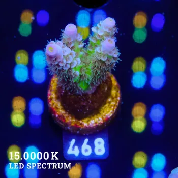 Acropora Tenuis 'Pastel Rainbow' (arc-en-ciel)