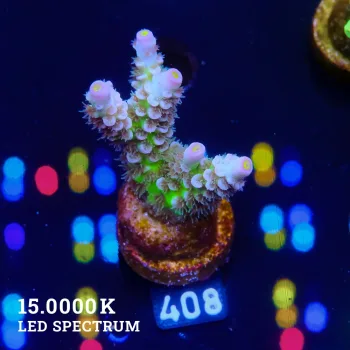 Acropora Tenuis 'Pastel Rainbow' (arc-en-ciel)