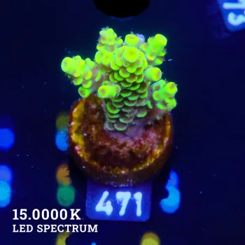 Acropora Tenuis 'Yellow Rims'