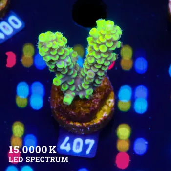 Acropora Tenuis 'Yellow Rims'