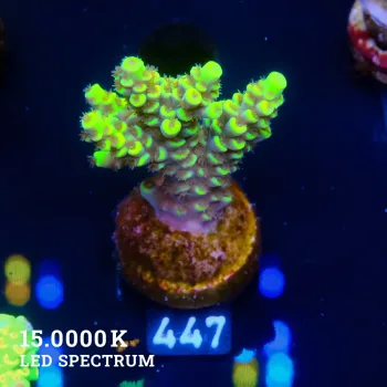 Acropora Tenuis 'Yellow Rims'