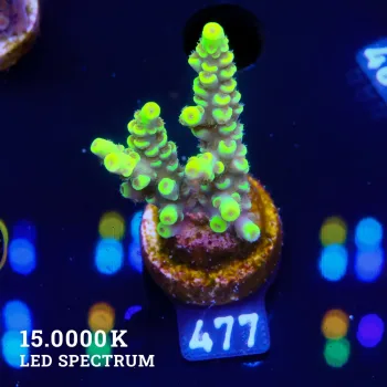 Acropora Tenuis 'Yellow Rims'