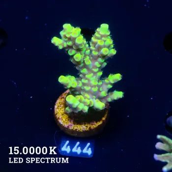 Acropora Tenuis 'Yellow Rims'