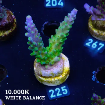 Acropora 'The Joker'