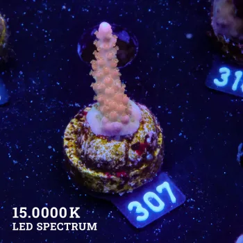 Acropora Tortuosa 'Rainbow'