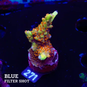 Acropora 'Wonderland'