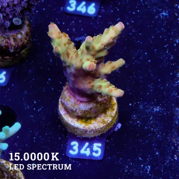 Acropora 'Wonderland'