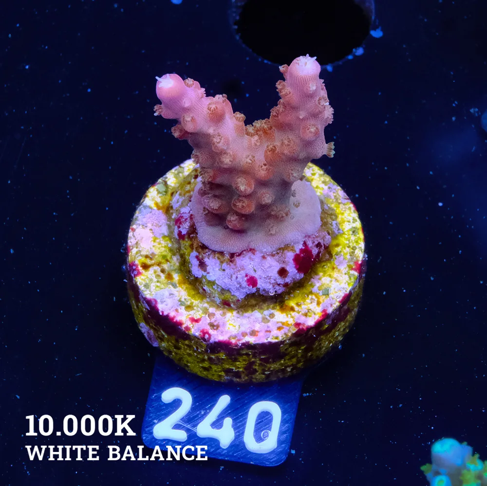 Acrpora 'Rainbow Loom' (arc-en-ciel)'