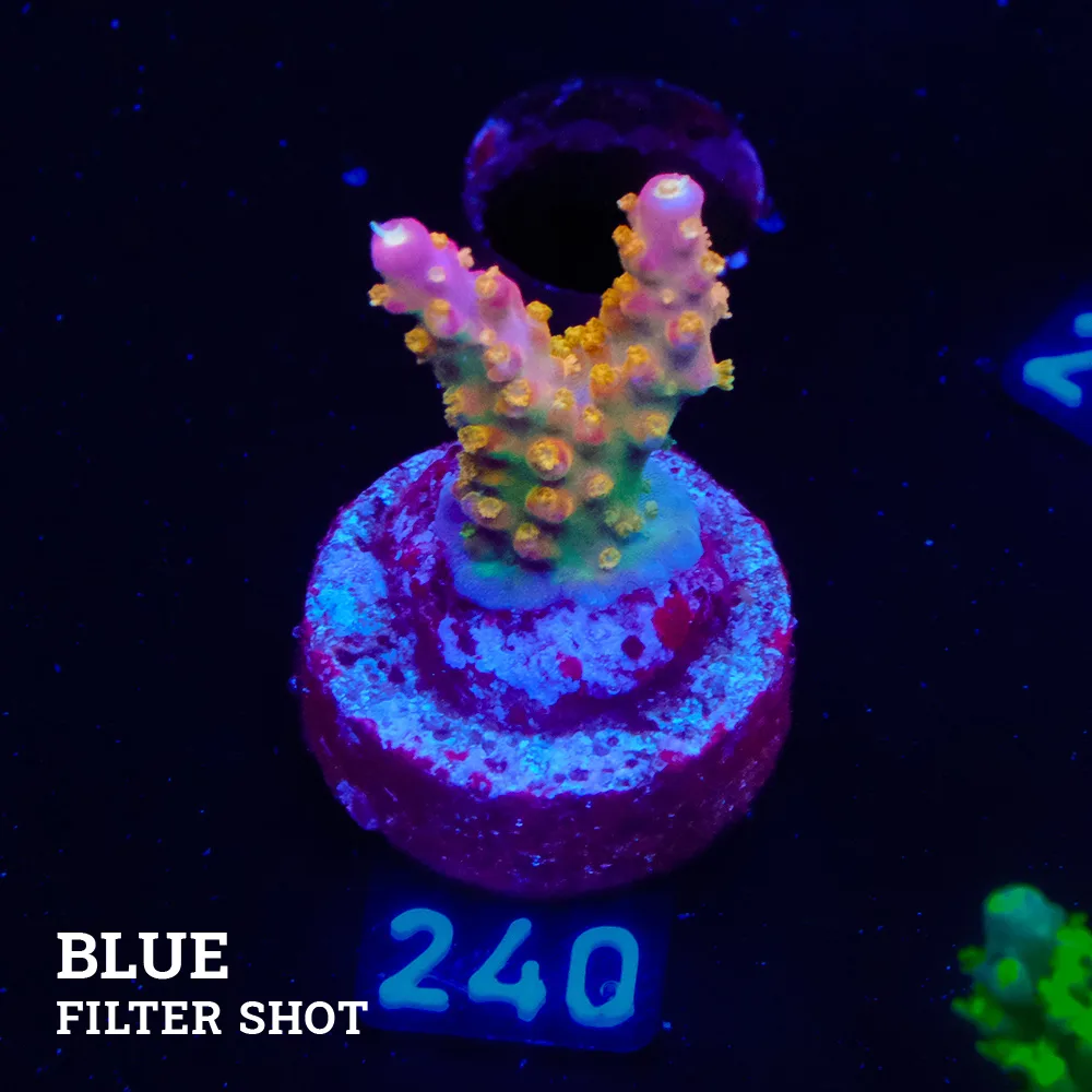 Acrpora 'Rainbow Loom' (arc-en-ciel)'