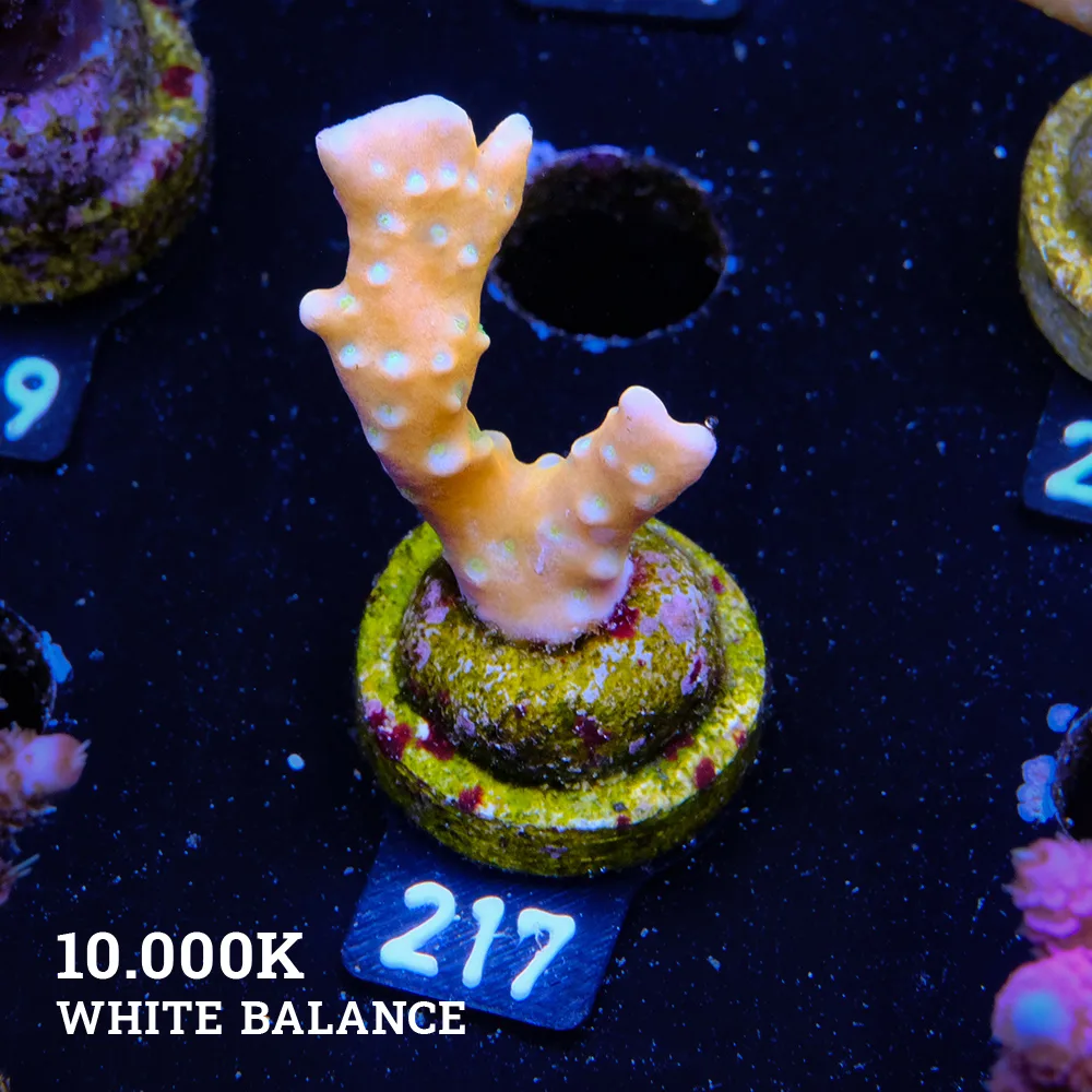 Anacropora 'Tropicana