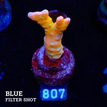 Anacropora 'Tropicana