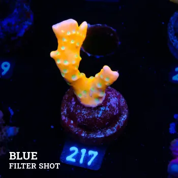 Anacropora 'Tropicana