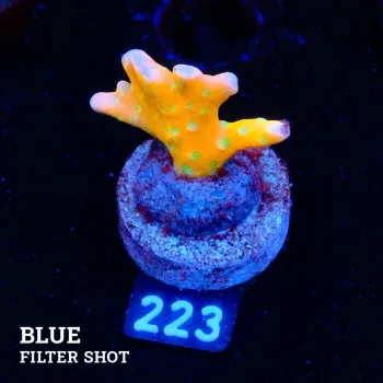 Anacropora 'Tropicana