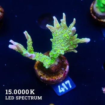 Montipora Hispida 'Neon Polyps'