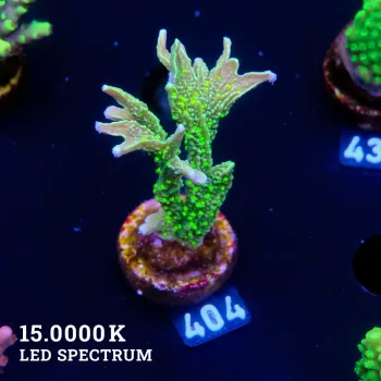 Montipora Hispida 'Neon Polyps'