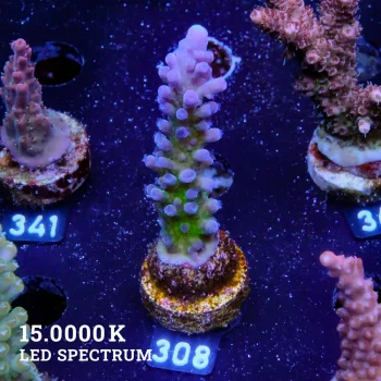 Agravio de TK Miyagi