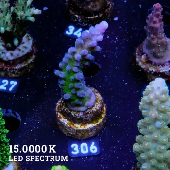 Agravio de TK Miyagi