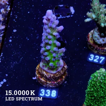 Agravio de TK Miyagi