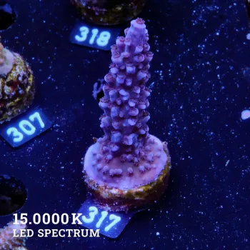 TK Super Ciervo Azul