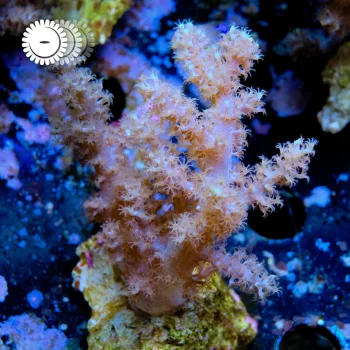 VDS - Litophyton 'Soft Orange'