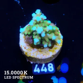 Acropora 'Blue & Sparkle'