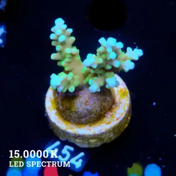 Acropora 'Blue & Sparkle'