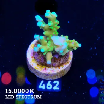 Acropora ‘Blue & Sparkle’