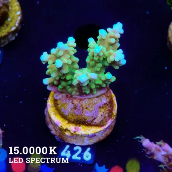 Acropora ‘Blue & Sparkle’