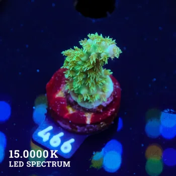 Acropora Chesterfieldensis