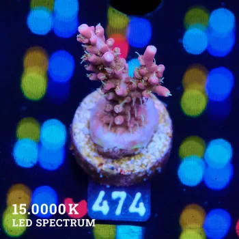 Acropora 'Confetti'