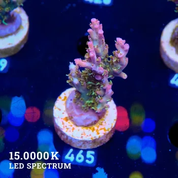Acropora 'Confetti