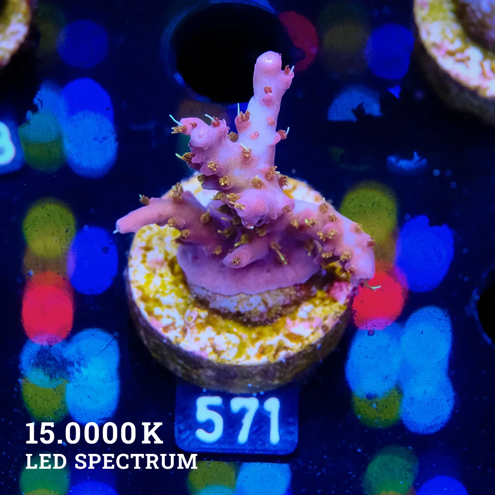Acropora 'Confetti'