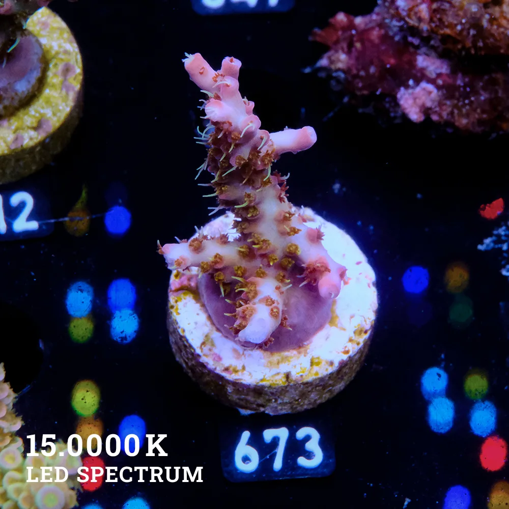 Acropora 'Confetti'