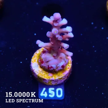 Acropora Echinata 'Purple'