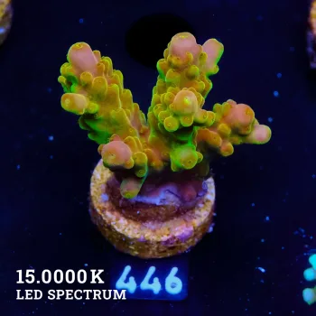 Acropora 'Dedo de oro'
