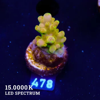 Acropora 'Dedo de oro'