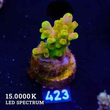 Acropora 'Dedo de oro'