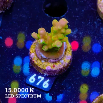 Acropora 'Gold Finger'