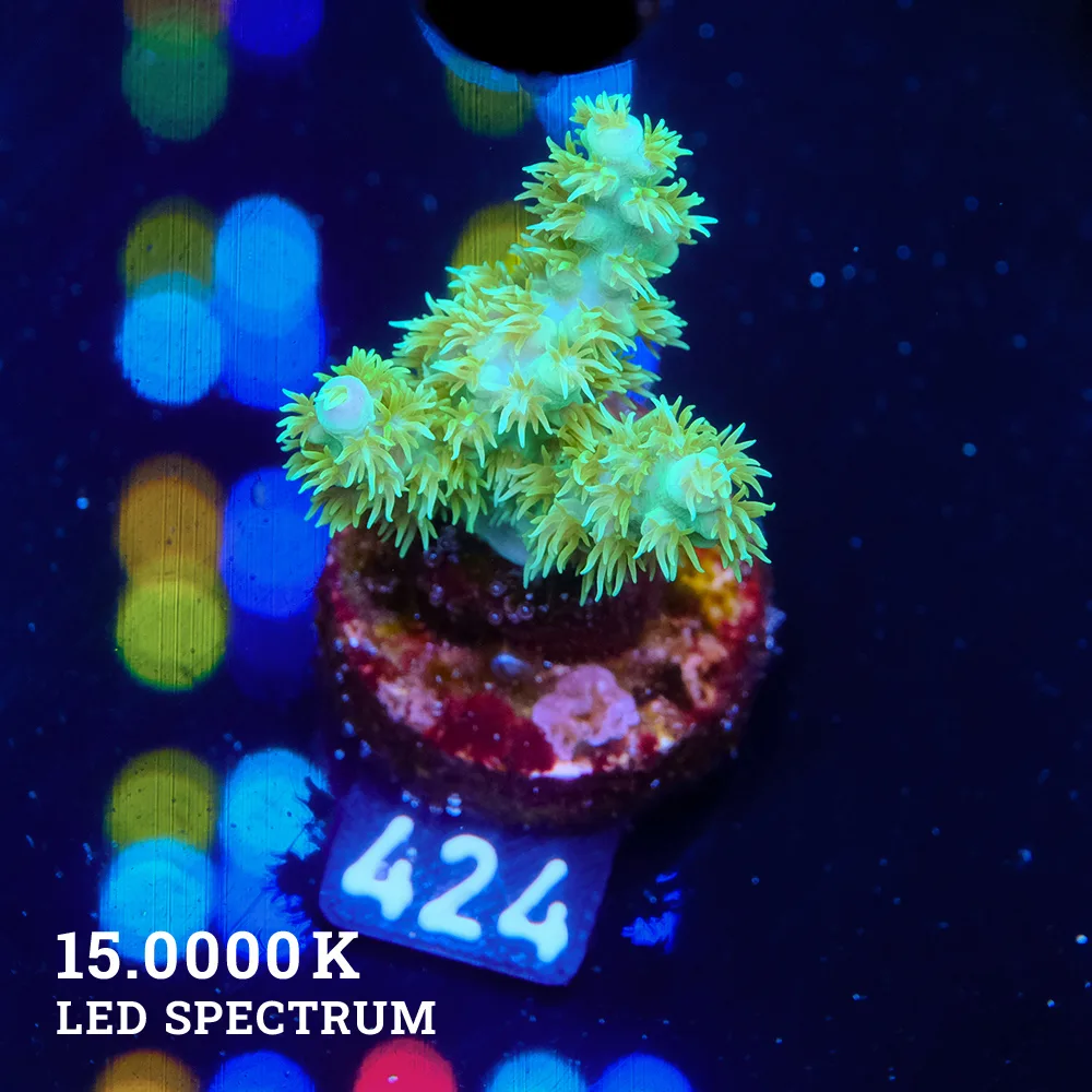 Acropora 'Hairy Purple Tip'