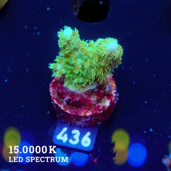 Acropora 'Hairy Purple Tip'