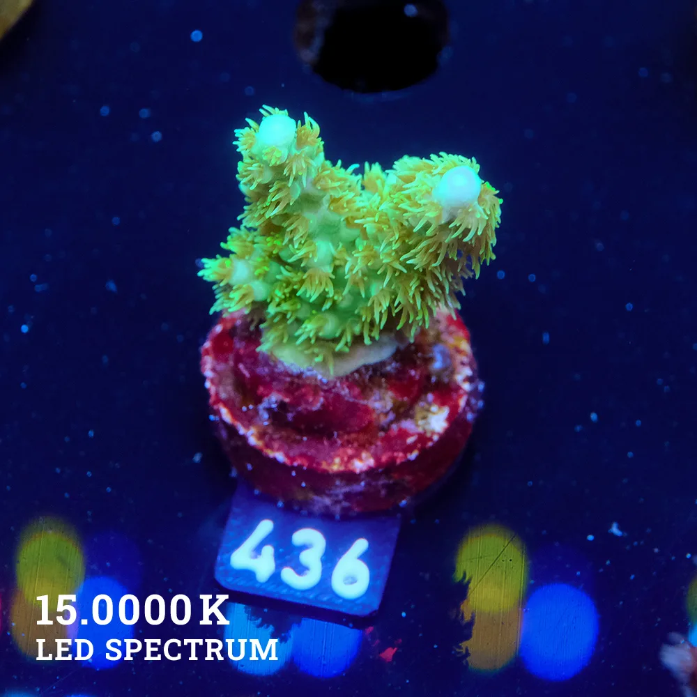 Acropora 'Hairy Purple Tip'