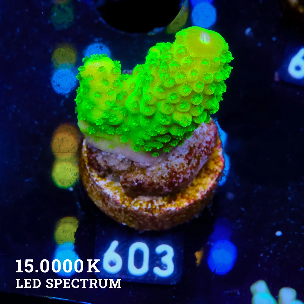Acropora Hummilis 'Neon'