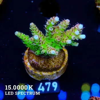 Acropora Hyacinthus 'Ultra'